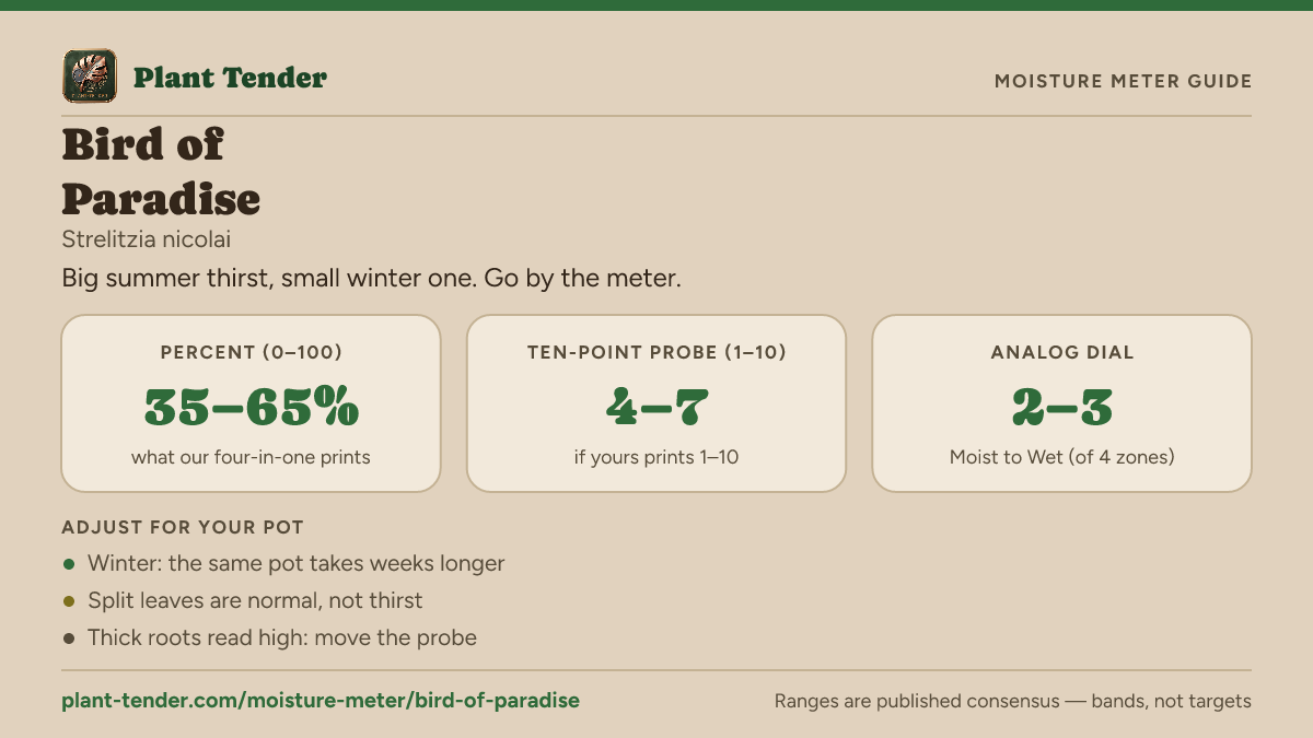 Moisture meter guide for bird of paradise: target range on the 1–10 probe, the analog dial and percent, plus soil-mix adjustments