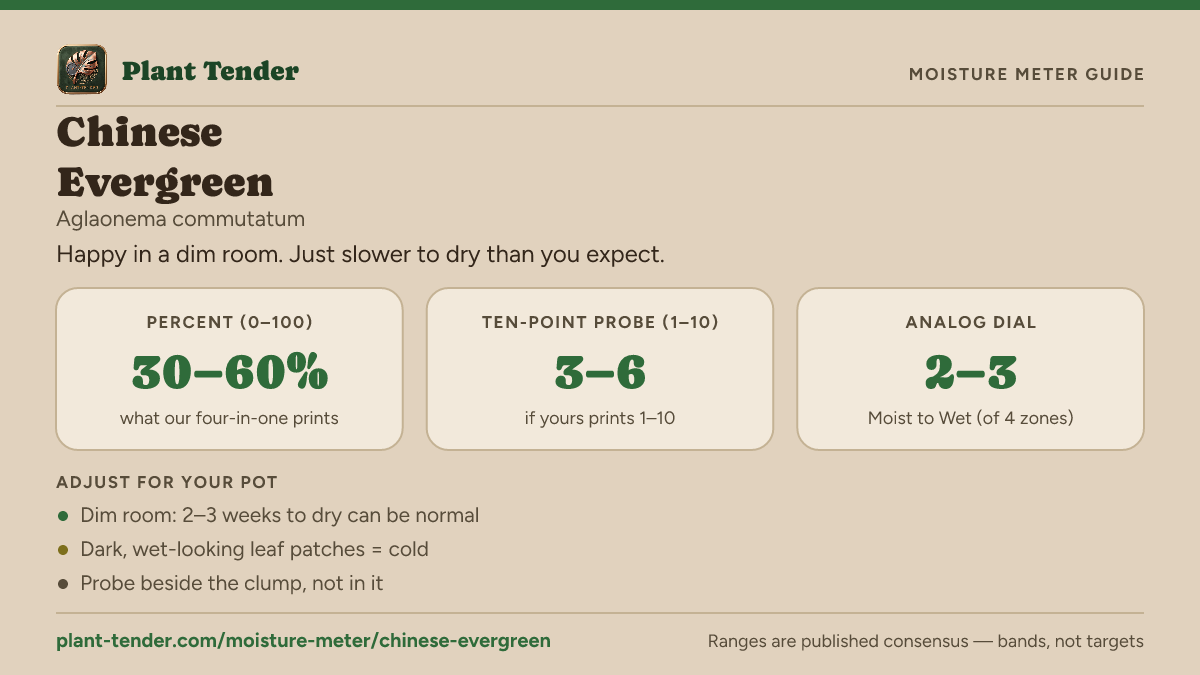 Moisture meter guide for Chinese evergreen: target range on the 1–10 probe, the analog dial and percent, plus soil-mix adjustments