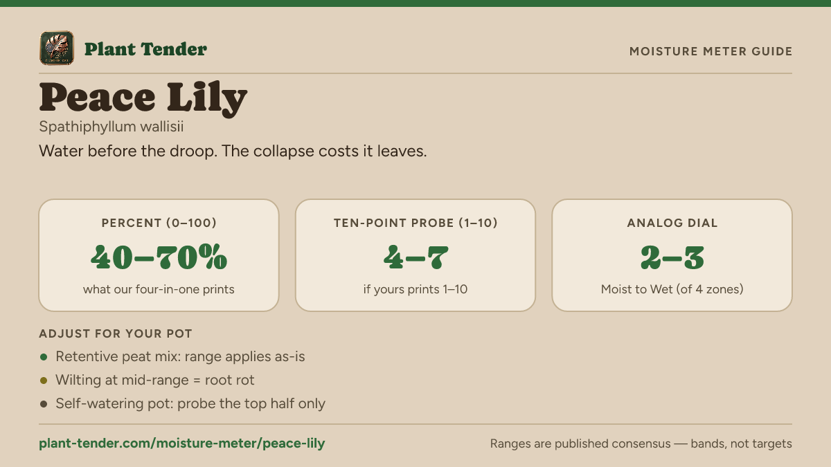 Moisture meter guide for peace lily: target range on the 1–10 probe, the analog dial and percent, plus soil-mix adjustments
