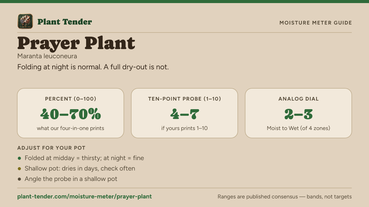 Moisture meter guide for prayer plant: target range on the 1–10 probe, the analog dial and percent, plus soil-mix adjustments