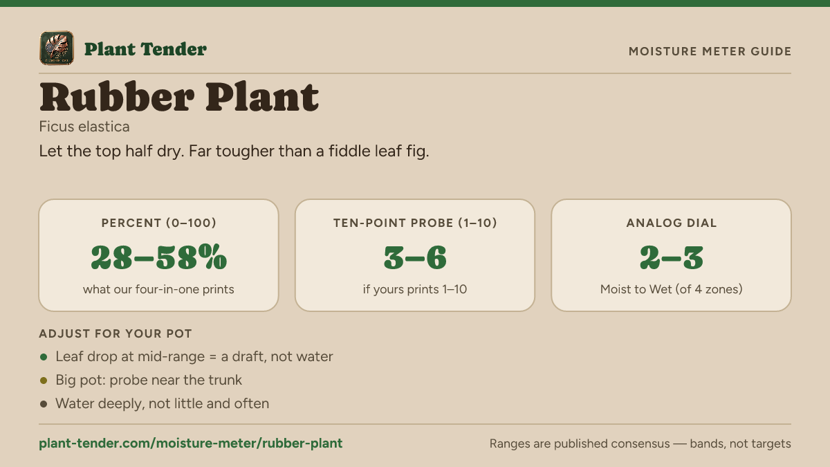 Moisture meter guide for rubber plant: target range on the 1–10 probe, the analog dial and percent, plus soil-mix adjustments